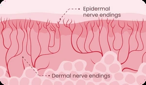Nerve endings and sensitivity visual